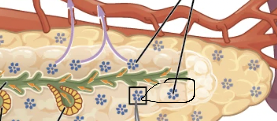 <p>+Pancreatic islets</p>
