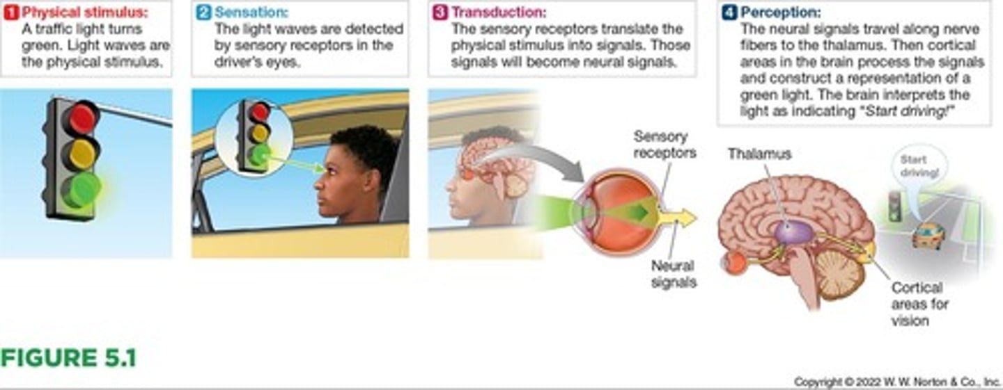 <p>The sense organs' detection of external physical stimulus and the transmission of information about this stimulus to the brain.</p>