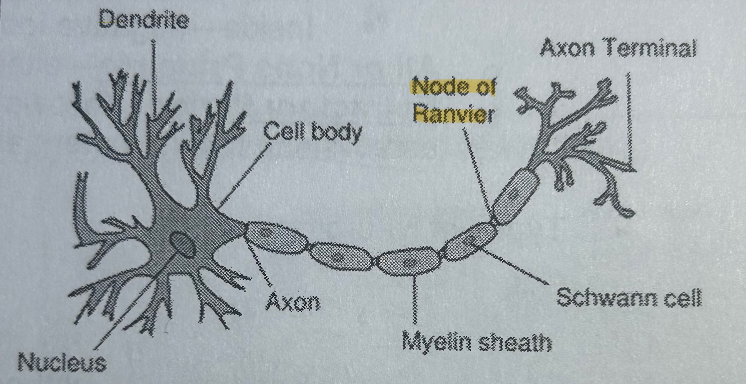 <p>Part of a neuron; gaps of exposed axons where action potential is transmitted (NOT TESTED)</p>