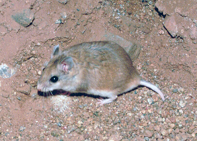 <p>What species is this?</p>