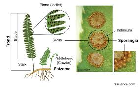 <p>Sporophyll </p><p>Sori </p><p>Indusia </p><p>Spores</p>