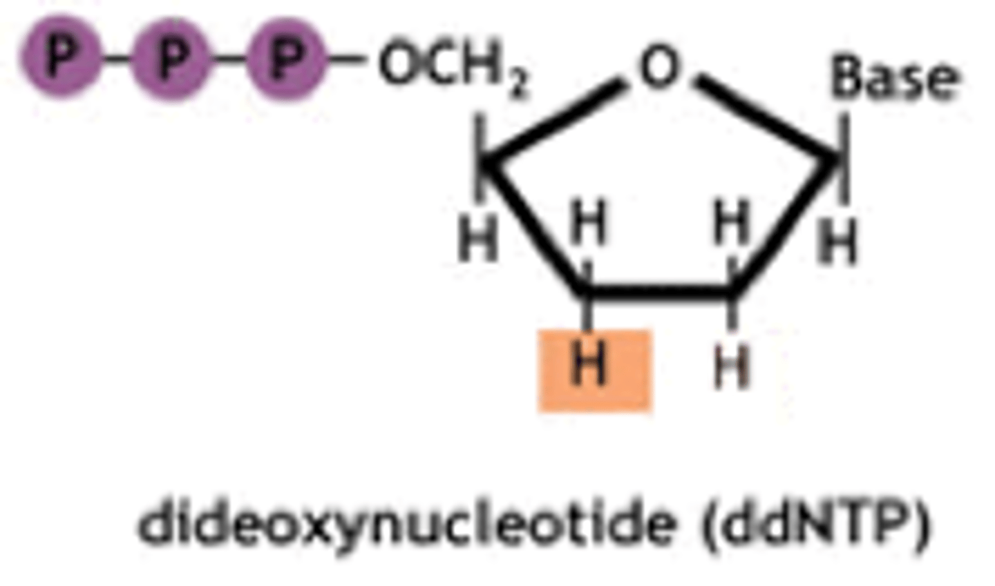 <p>type of nucleotide used during DNA sequencing to terminate synthesis</p>