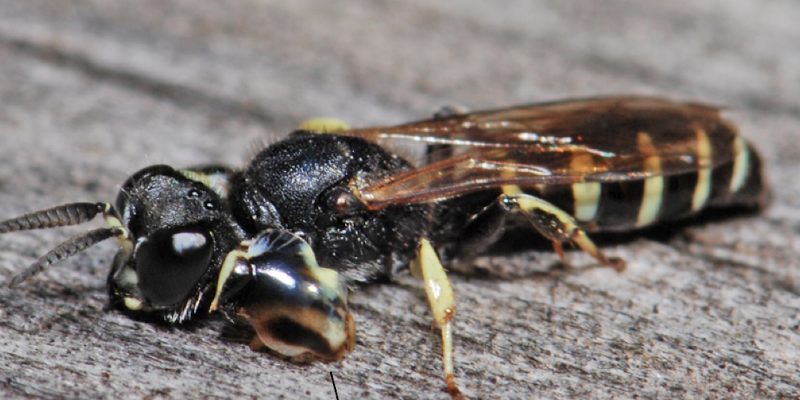 <p>large and patterned goes over the eyes of females when mating</p>