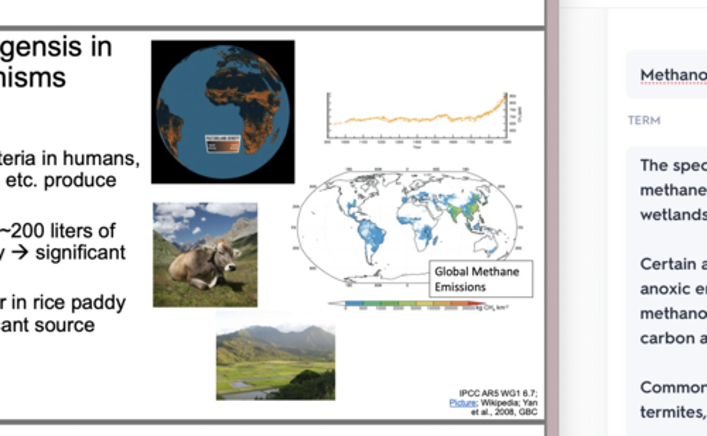 <p>The specific anaerobic process that produces methane, is carried out by archaea, and is common in wetlands(rice paddies), sediments, and cow stomachs</p><p>Certain animals have digestive systems that critic anoxic environments- inside them are symbiotic methanogenic archaea, which break down organic carbon and release CH4</p><p>Common methane producing animals are cows, termites, humans</p><p>Cows release around 200 liters of methane a day</p>