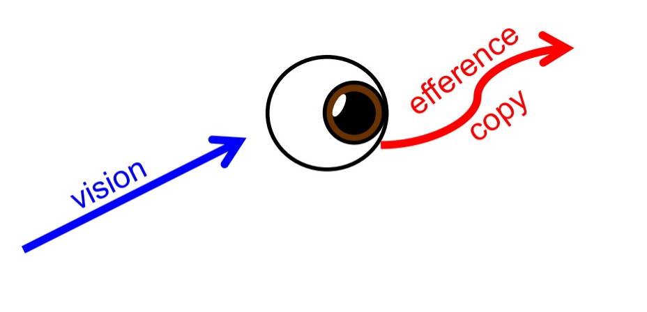 <ul><li><p>Because your eyes are&nbsp;<strong>moving at the same speed</strong>&nbsp;as the object, the image of the object&nbsp;<strong>remains stable on your fovea</strong>.</p></li><li><p>As a result, the object (e.g., the car) appears&nbsp;<strong>not to move</strong>&nbsp;relative to your gaze — it looks&nbsp;<strong>stationary</strong>, even though it's actually moving in the world.</p></li><li><p>So if I am doing smooth pursuit of a car I need efferent copy</p><ul><li><p>But you can’t sense a car with eye muscles or an efferent copy</p></li></ul></li><li><p>Need to put vision and efferent copy together to sense motion</p></li></ul><p></p>