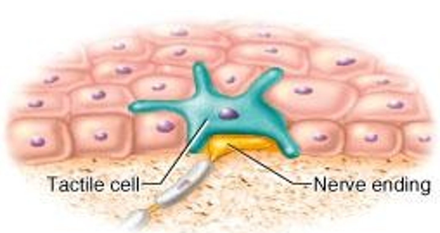 <p>located at the border of dermis/epidermis - detect light touch, free dendritic endings, phasic/fast adapting, concentrated in hands and face</p>