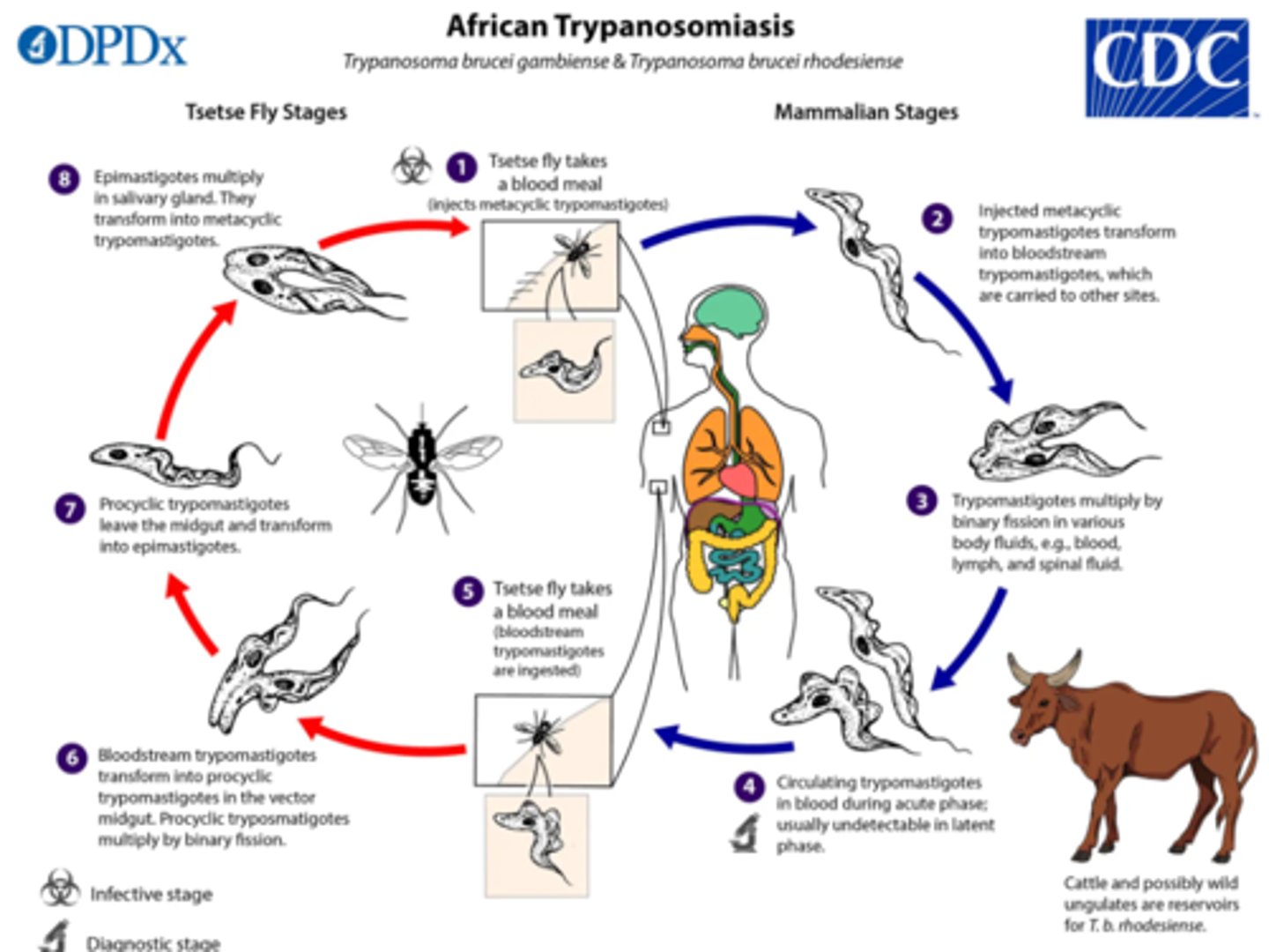 <p>1. cyclic tryptomastigote is ingested by tse tse fly.<br>2. In midgut: binary fission.<br>3. Moves to salivary gland: =&gt; epimastigote<br>4. Binary fission =&gt; cyclic tryptomastigote<br>5. Infect host during blood meal<br>6. binary fission. (can also enter cerevrospinal fluid)</p>