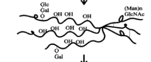 <p>where they are modified by hydroxylation of certain proline and lysine residues and glycosylation before chain association and triple helix formation</p>