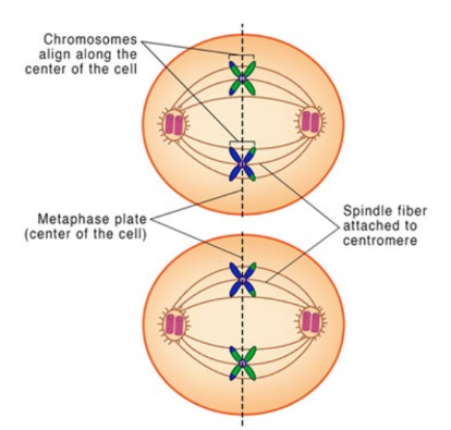 Chromosomes (sister chromatids) align at the metaphase plate.