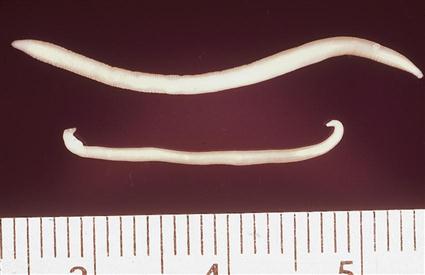 <p><strong>Host</strong>: canines and felines; <strong>Location</strong>: lumen of the stomach or small intestine; <strong>Common name</strong>: stomach worm, <strong>Diagnosis</strong>: fecal flotation and vomits </p>