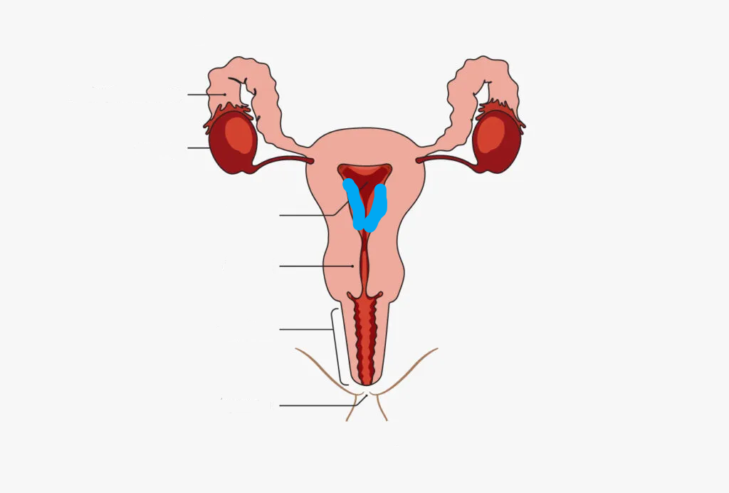 <p>What part of the Female reproductive system is this?</p>