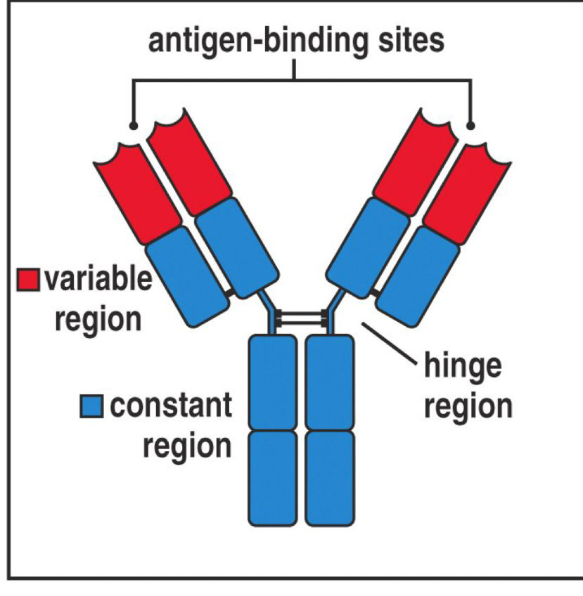 <p>They function to specify the antibody</p><p>Variable region- binds to specific antigen</p><p>Constant region- determines Ab immunoglobin class</p>