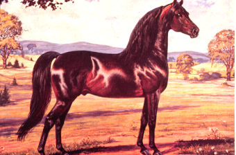 <p>Morgan</p>
