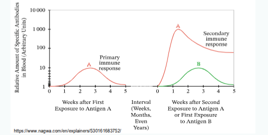 <p>Adaptive immunity is characterised by <strong>specificity</strong> and <strong>memory</strong>. The <strong>primary response</strong> is slow and short-lived, requiring activation of naïve cells, while the <strong>secondary response</strong> is faster and more sustained, driven by memory cells.</p>