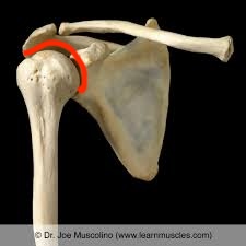 <p>humeral head and the socket meet</p>