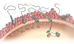 sperm penetration