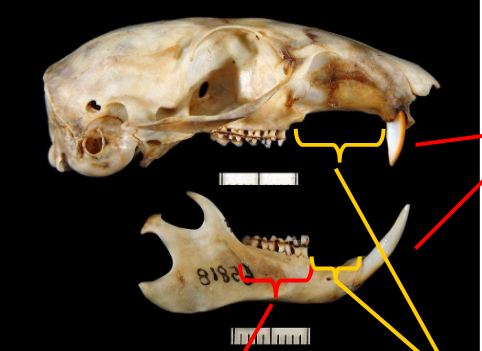 <p>one pair of enlarged, evergrowing incisors</p><p>decidious, don’t get replaced</p><p>large Diastema</p>