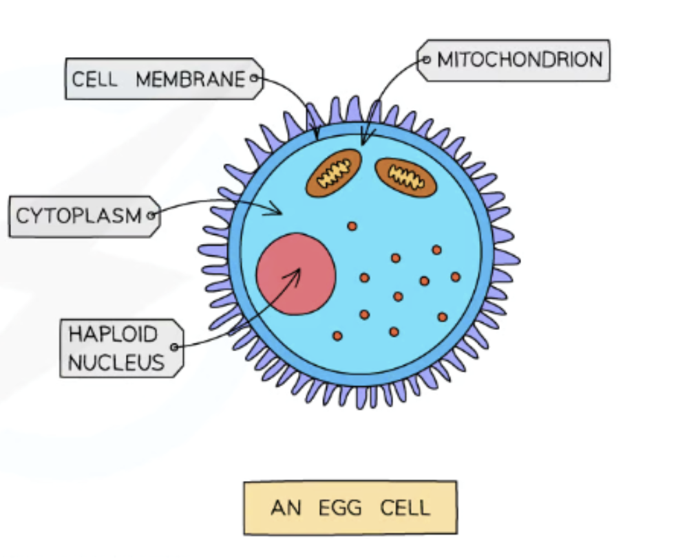 <p>Cytoplasm containing a store of energy: Provides energy for the dividing zygote after fertilisation.</p><p>Jelly-like coating that changes after fertilisation: Forms impenetrable barrier after fertilisation to prevent other sperm nuclei entering sperm cell.&nbsp;</p>