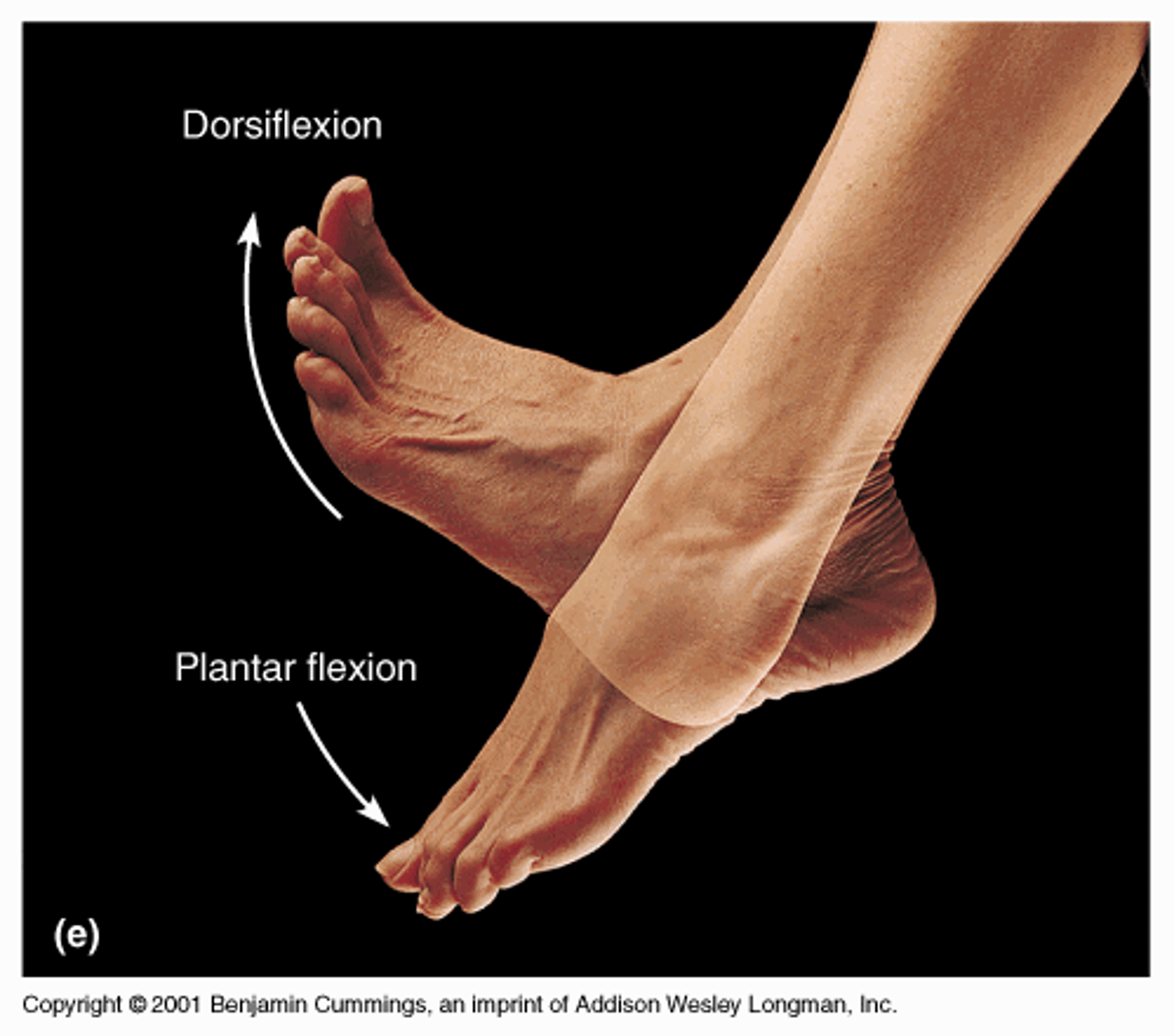 <p>Movement in the sagittal plane along a horizontal axis so that the soul of the foot approaches the posterior surface of the tibia. Pointing your toes.</p>