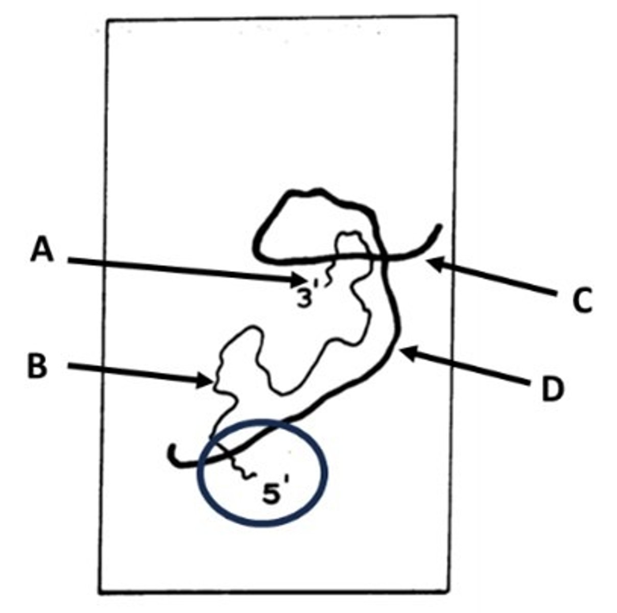 <p>A - poly-A tail</p><p>B - ssDNA</p><p>C - RNA-DNA hybrid</p><p>D - ssRNA</p><p>Circle - the extra 5' RNA tail that was not hybridized with the DNA due to intro presence remaining in the DNA sequence</p>