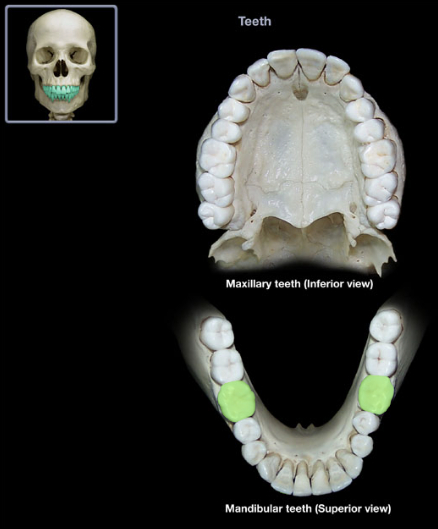 knowt flashcard image