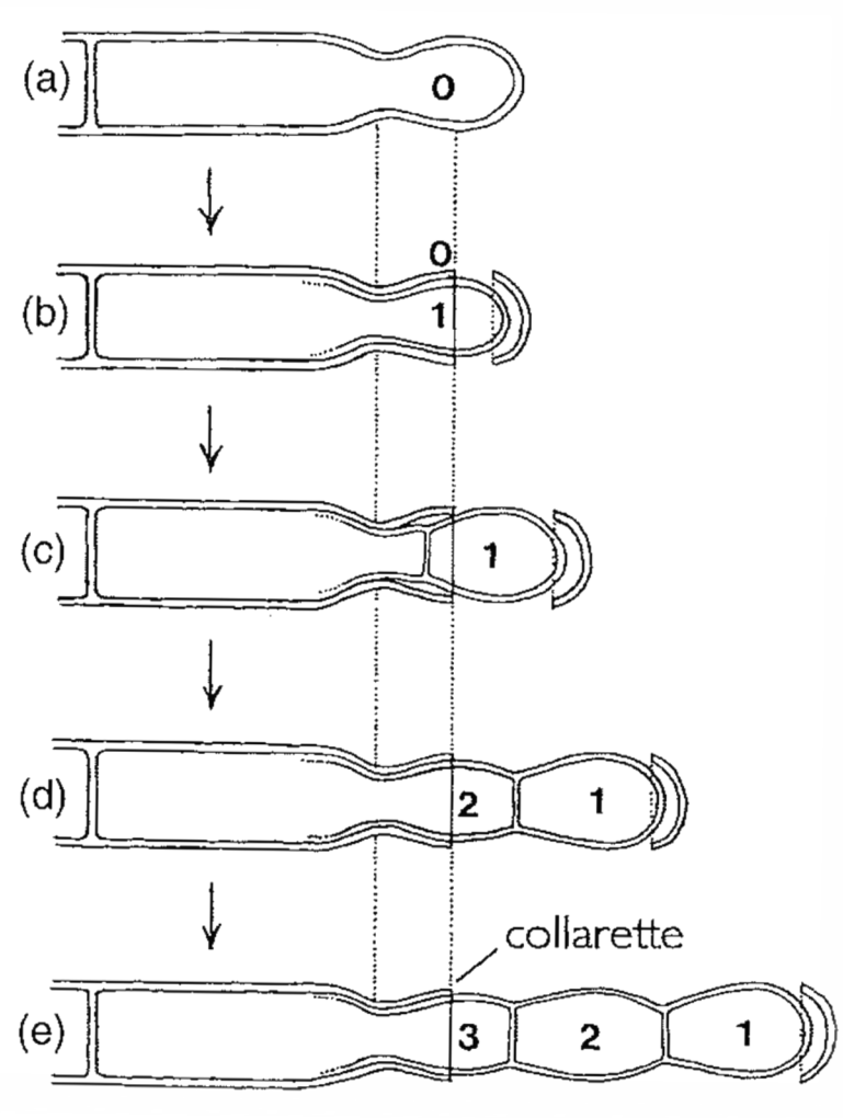 Initially holoblastic
Phialide wall breaks at the tip
First conidium cut off by a septum
Second adn third conidia develop beneath first
Lower part of the phialide wall persists as a collarette