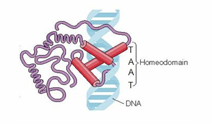 <p>Es una ampliación del motivo hélice-giro-hélice que aparece repetidamente. Es importante al aparecer en proteínas que regulan el desarrollo embrionario, especialmente en Drosophila</p><p>La gran mayoría de los homeodominios reconocen un elemento basal del DNA altamente conservado que sirve como promotor en muchos genes</p>