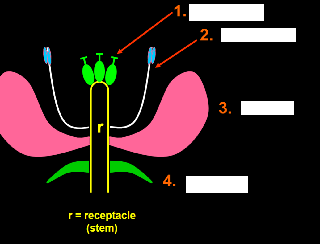 <p>identify the plant anatomy </p>