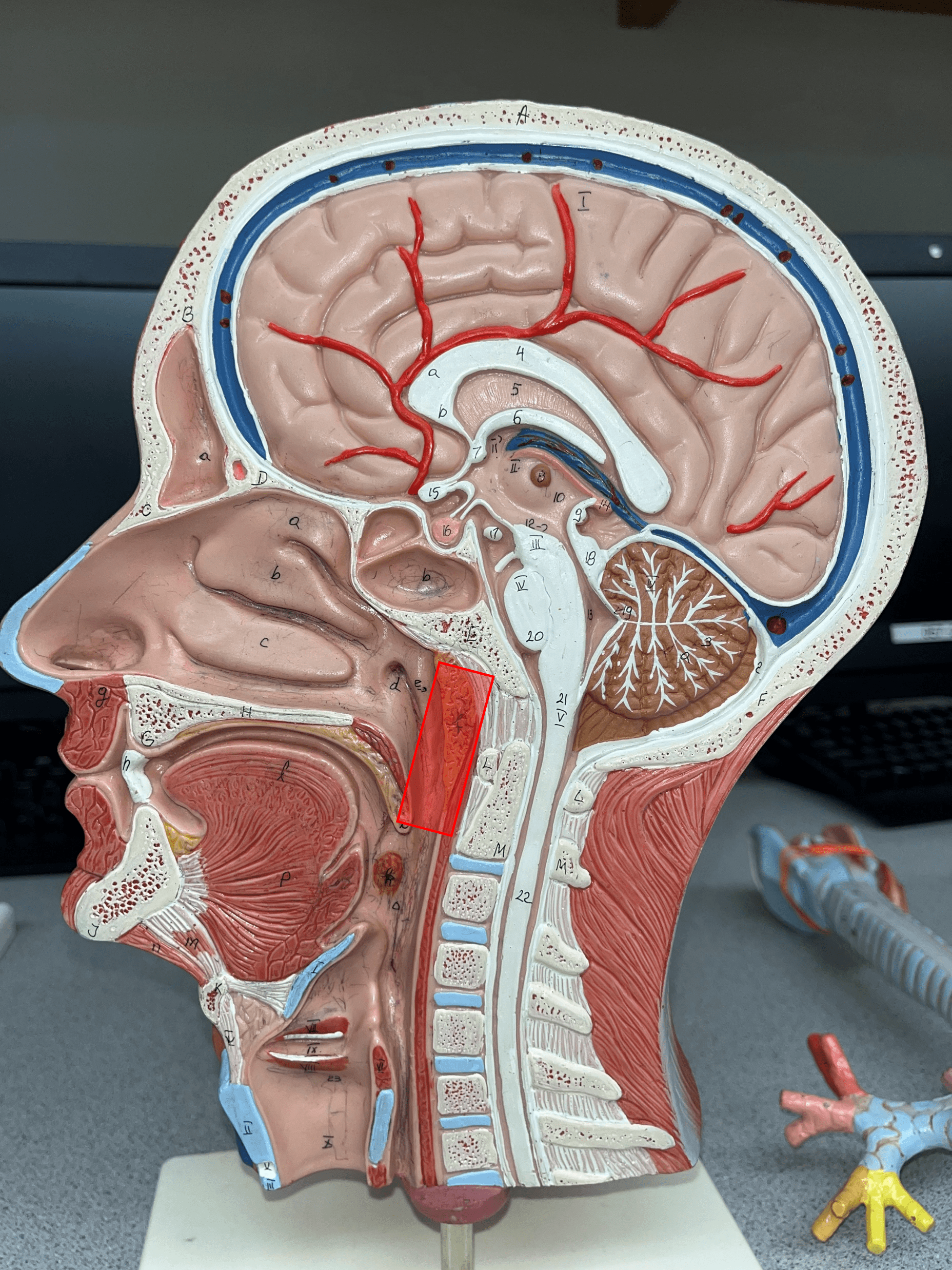 • The superior segment of the pharynx.

• Above the level of the soft palate.

• Receives air from the nose by the internal nares.