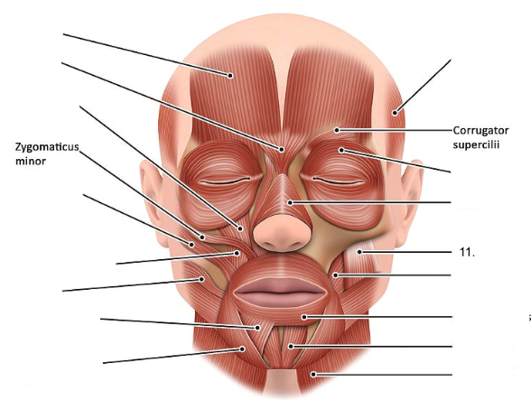 <ol start="11"><li><p></p></li></ol><p></p>