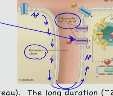 <p>C. An action potential (AP)</p>