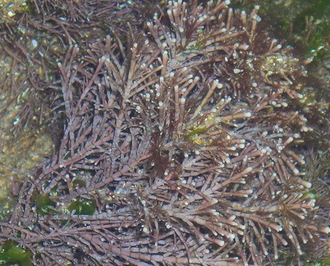 <p>Identificar la alga</p>