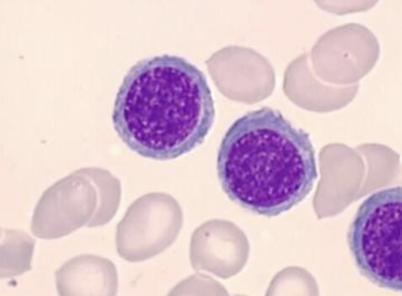 <p>what cells are these?</p>