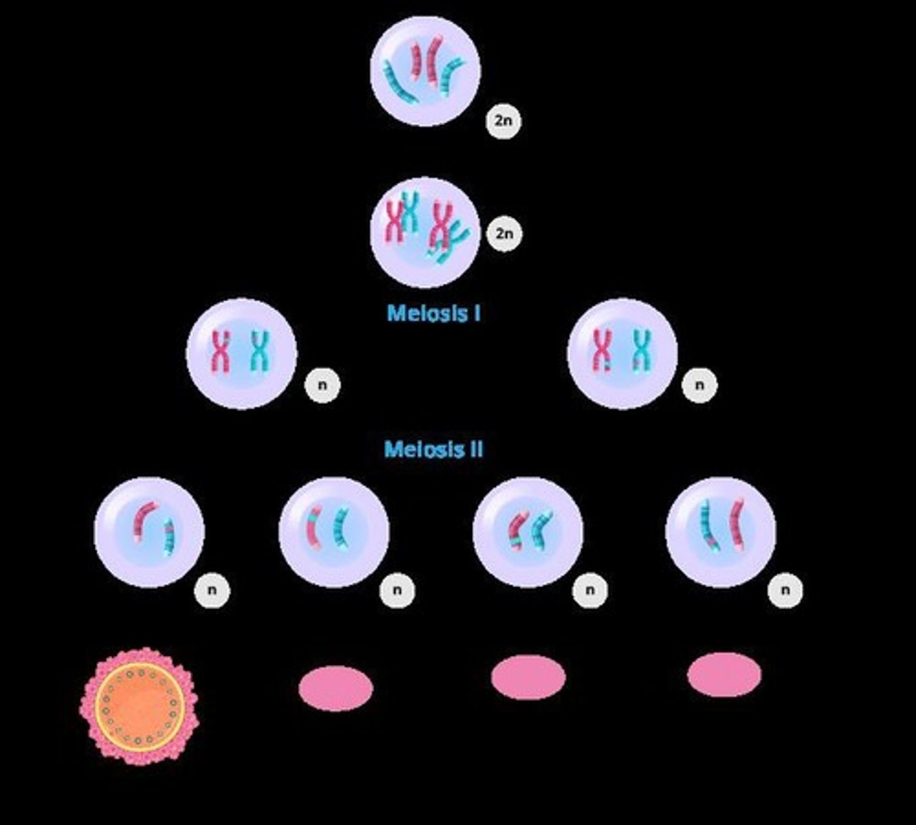 <p>The process by which a sperm cell unites with an oocyte to form a zygote.</p>