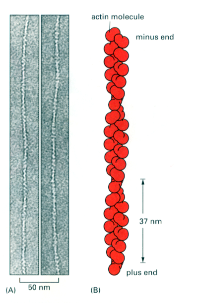 <p>Actin filaments (long polymers) are called <strong>F actin</strong> (filamentous actin or microfilaments)</p><p>Individual actin proteins are called<strong> G actin </strong>(globular actin)</p><p><strong>The actin filament is a polarised double helix</strong></p><p>There are<strong> 13 actin subunits </strong>(G actin) for every<strong> complete turn </strong>of the helix)<strong> 37nm pitch</strong></p><p>The <strong>asymmetric shape</strong> of the actin monomer gives <strong>polarity</strong> to the actin filament (+ and - ends)</p><p><em>The combined weight of </em><strong><em>both F and G actin</em></strong><em> makes up 5% of the total protein weight in a cell</em></p>