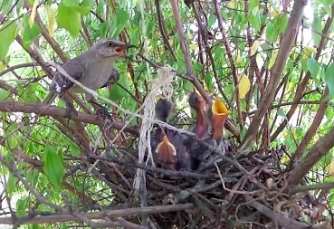 <p>Northern Mockingbird</p>