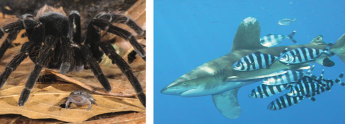 <p>an interaction in which two species live in close association and one species receives a benefit, while the other experiences neither a benefit nor a cost</p>