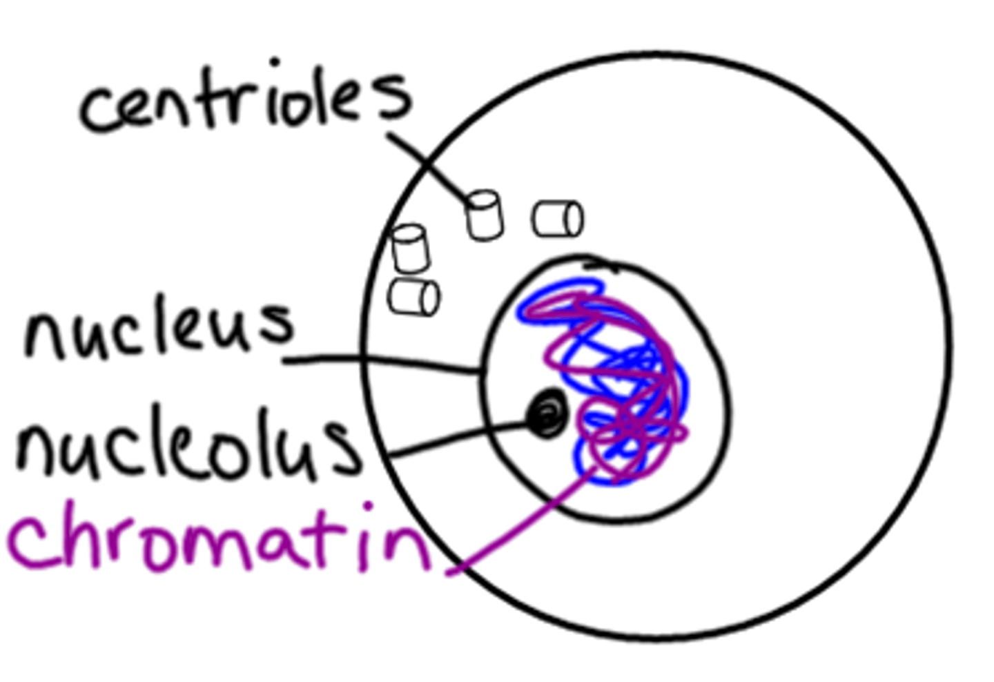 <p>G1 - growth, protein synthesis</p><p>S - DNA replicates</p><p>G2 - growth, protein synthesis</p>