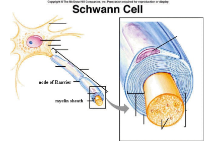 <p>Schwann</p><p>Accelerates</p><p>PNS</p><p>single</p>