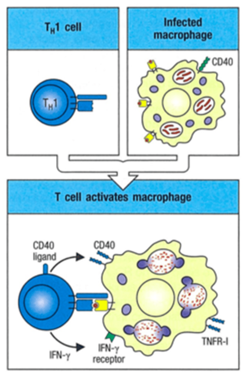 <p>present antigen to T cell,</p><p>Requires T cell's help to activate more macrophages though (IFN-gamma)</p>