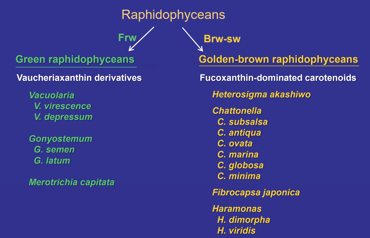 <p>relatively large flagellates (can also go palmelloid); mostly brackish-marine, no CER-NE connection, NE closed and intact during mitosis</p>