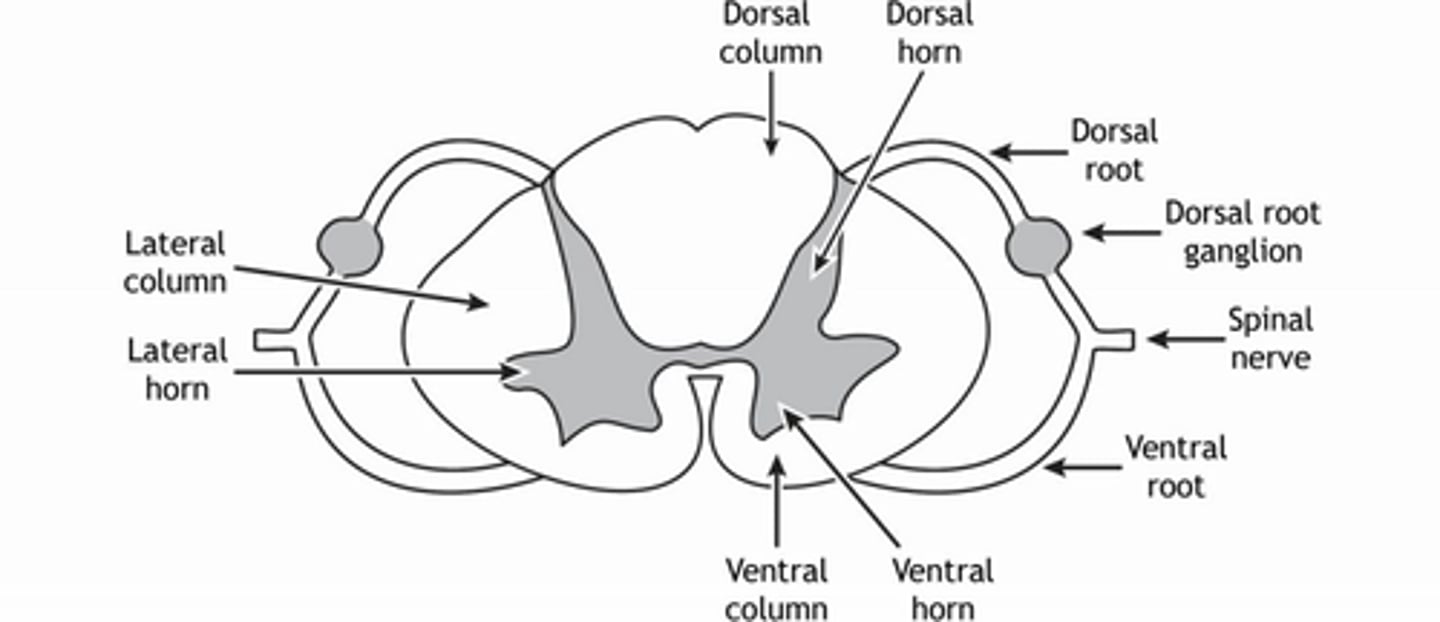 <p>intermediate cell column</p>