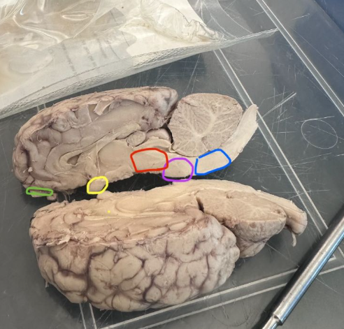 <p>What is the blue circle indicating on the sheep's brain?</p>