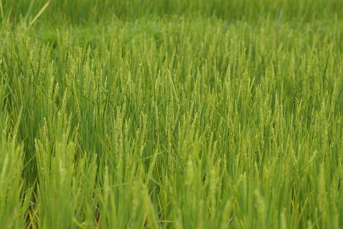 tributary gift from Vietnam to China, fast ripening rice allowing for 2 crops per year, led to population increase