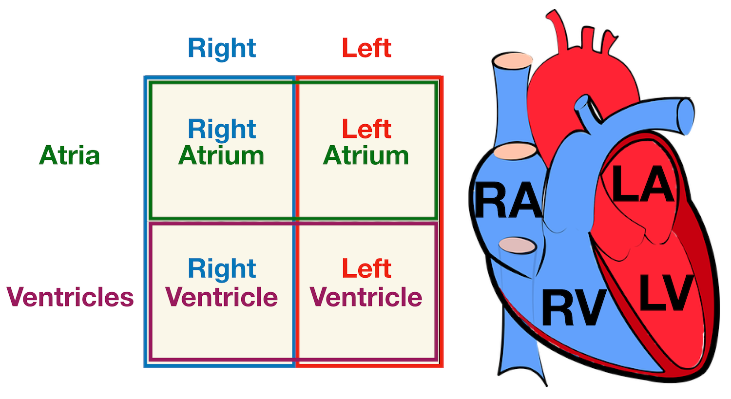 <p>chambers of the heart and what it does?</p>