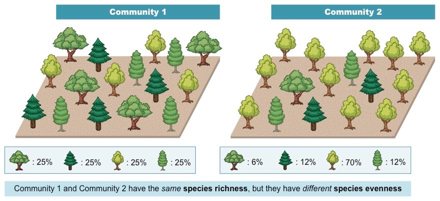 Community 1 has more biodiversity

Richness: equal in both (number of plant species)

Evenness: 1 greater (degree to which the species is represented)
