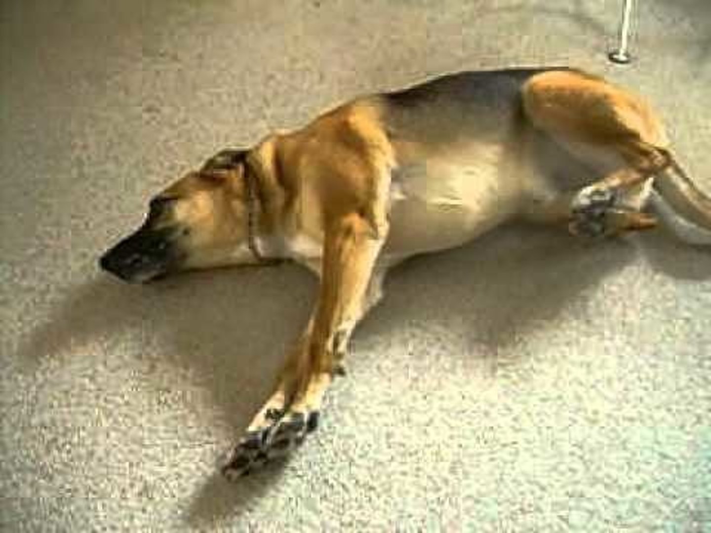 <p>The Latin name applied to the stress itself.</p>