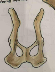 <p>size and outline similar to sheep, but are more slender</p>