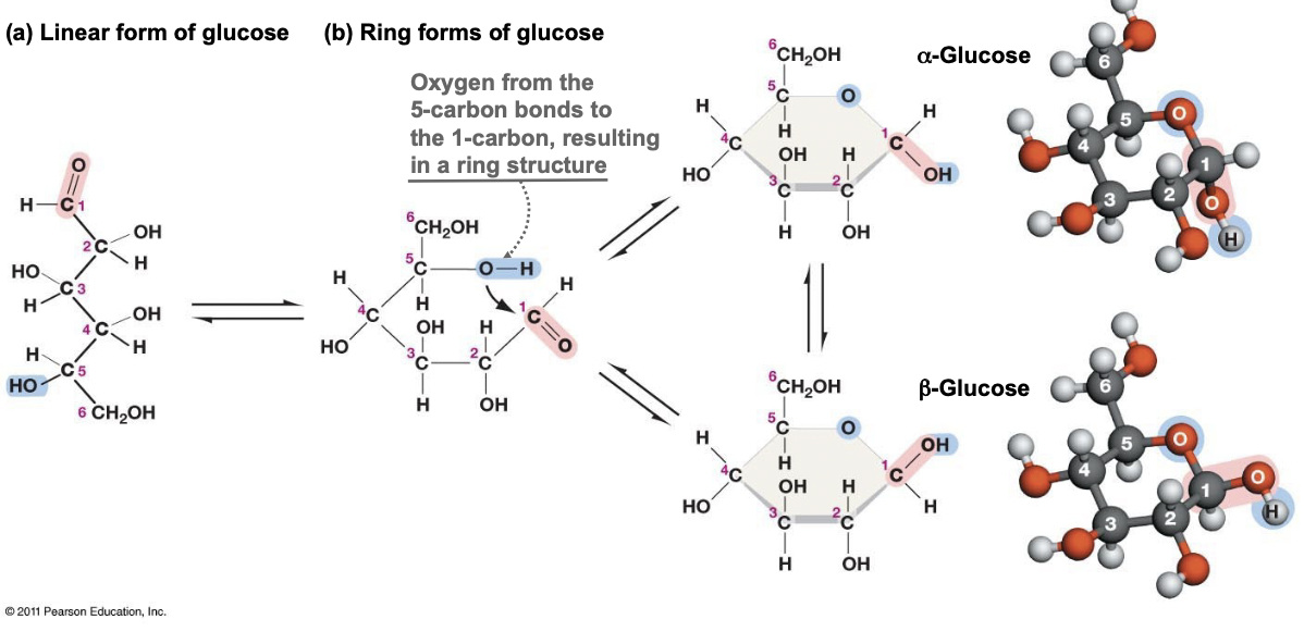 <ul><li><p>The straight chain forms another covalent bond, becoming a ring</p></li><li><p>This makes the first carbon asymmetric, giving two isomers</p></li><li><p>Alpha and beta glucose</p></li><li><p>When the molecule is a monomer it can change between both isomers freely, it links and unlinks</p></li></ul>