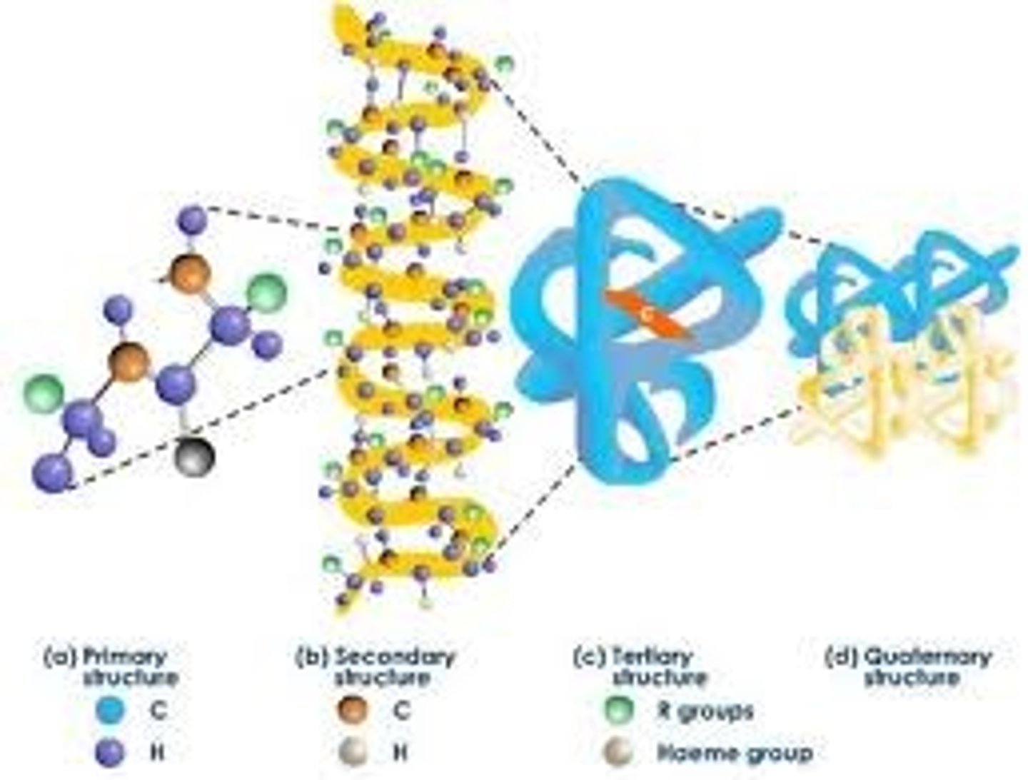 <p>In biochemistry and molecular biology, this structure of a protein or any other macromolecule is its three-dimensional structure, as defined by the atomic coordinates.[6] Proteins and nucleic acids are capable of diverse functions ranging from molecular recognition to catalysis. Such functions require a precise three-dimensional tertiary structure. While such structures are diverse and seemingly complex, they are composed of recurring, easily recognizable tertiary structure motifs that serve as molecular building blocks. Tertiary structure is considered to be largely determined by the biomolecule's primary structure, or the sequence of amino acids or nucleotides of which it is composed. Efforts to predict tertiary structure from the primary structure are known generally as structure prediction.</p>